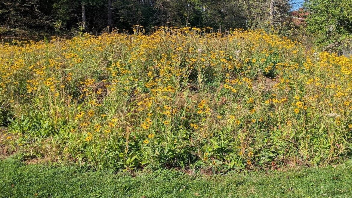 How to convert your lawn into meadow