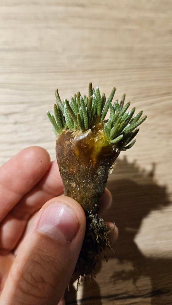 Saving a rotting Avonia quinaria