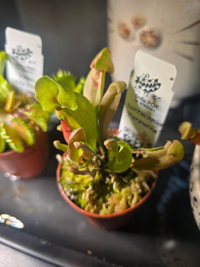 New plants