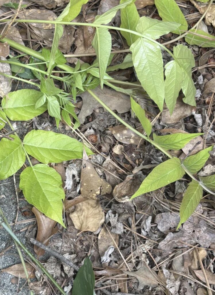 Help! Cant figure out if this is poison Ivey or not (GA) Help! Cant figure out if this is poison Ivey or not (GA)