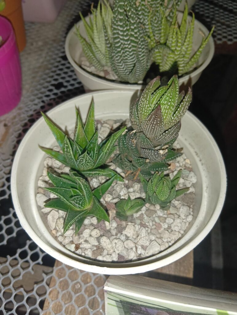 What do you think of community pots per Genus? What do you think of community pots per Genus?