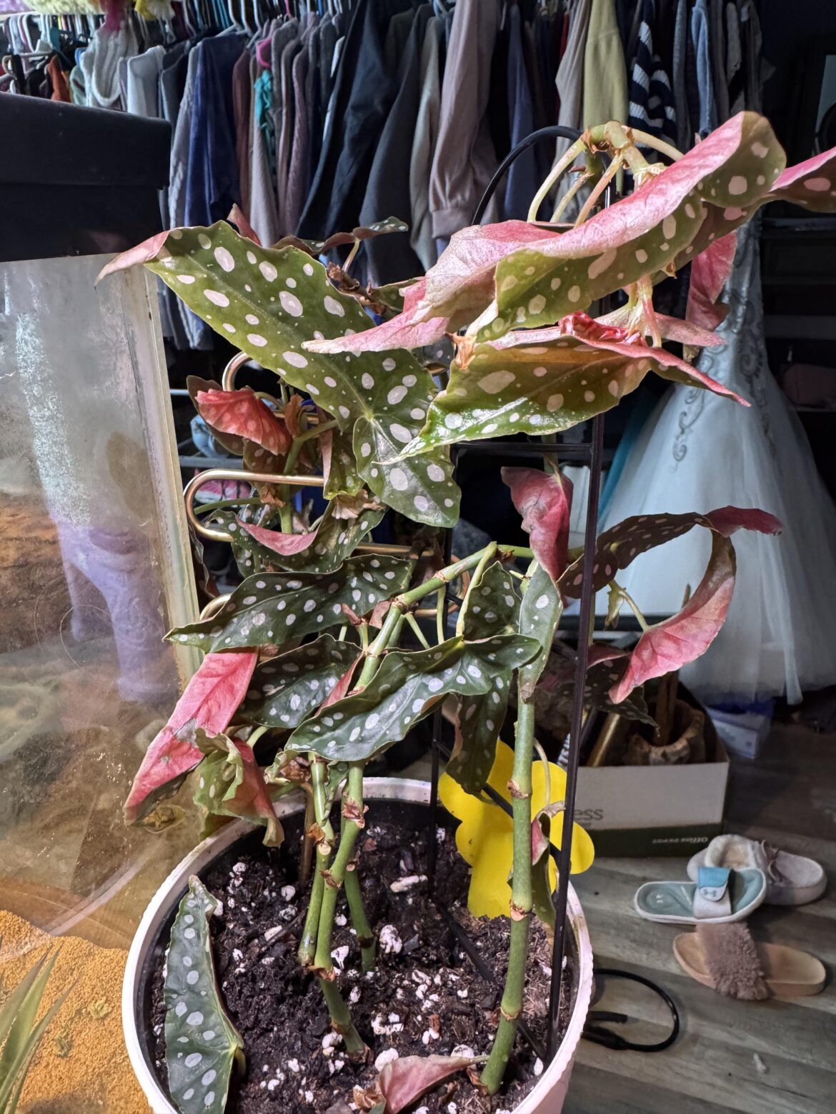 Advice needed!