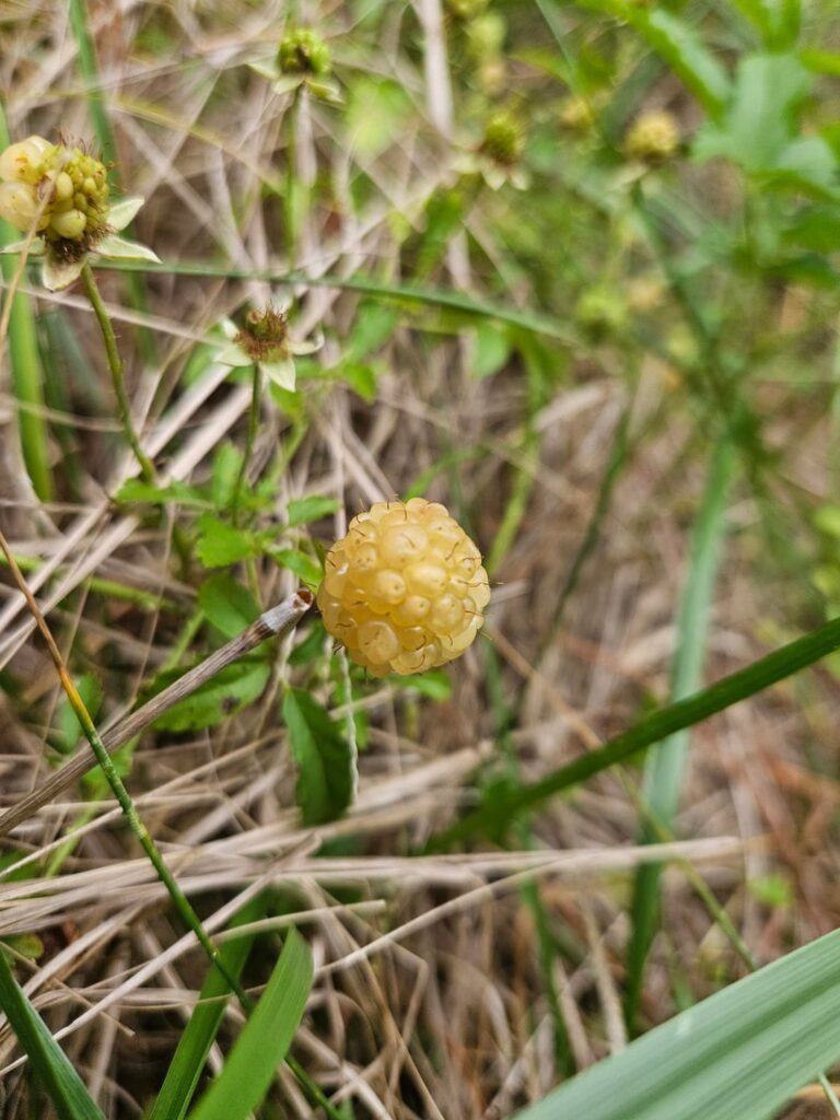Albino varient of Blackberry or Dueberries Albino varient of Blackberry or Dueberries