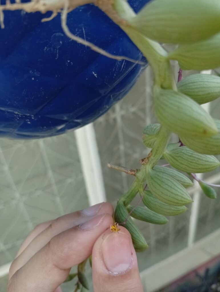 I set up this little hanging planter awhile back under the guidance of someone from this subreddit, I dont know the names of anything in here. Is this a flower?