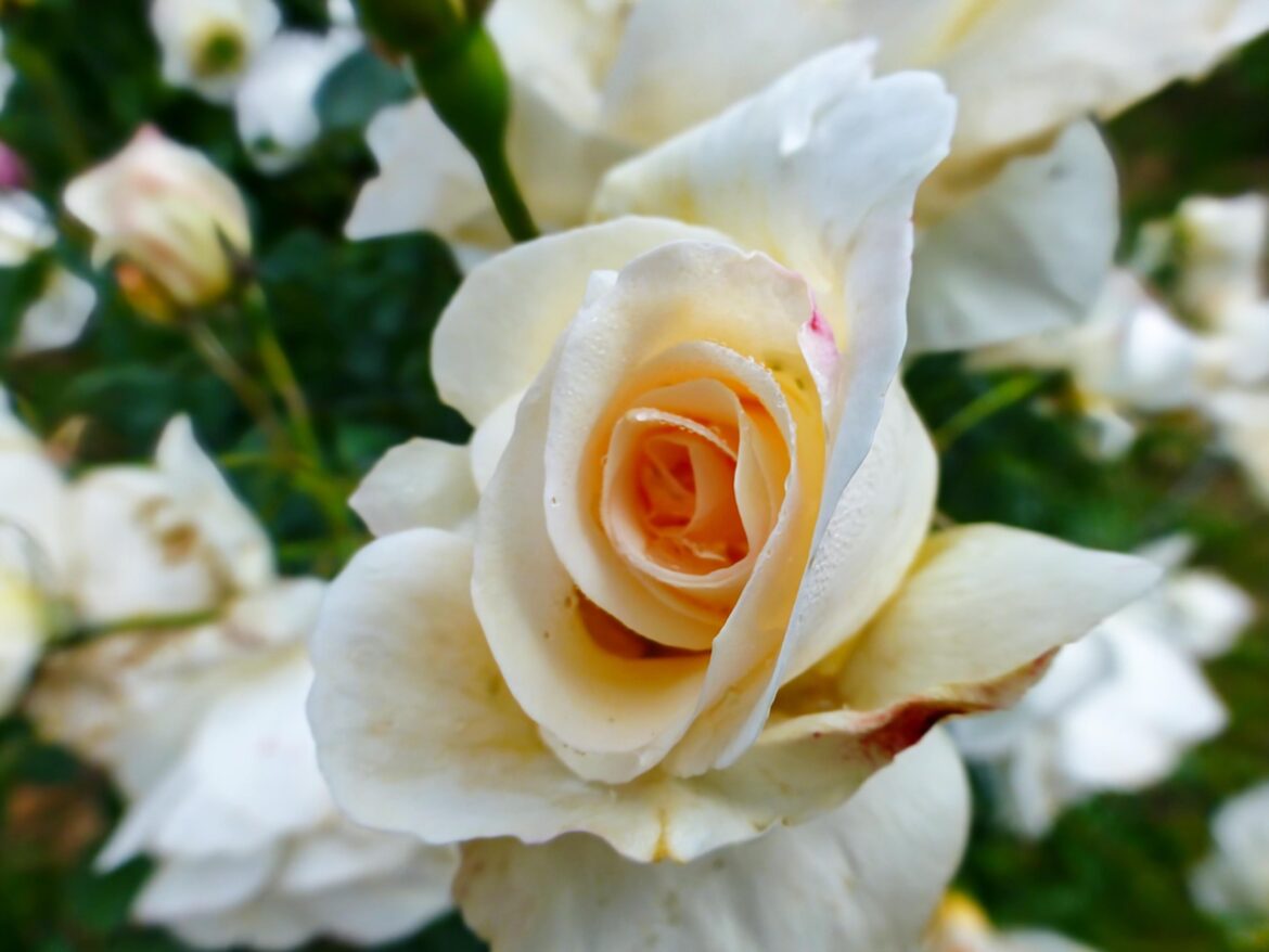 Rosa(Rosacea)Empezando a vivir [OC].