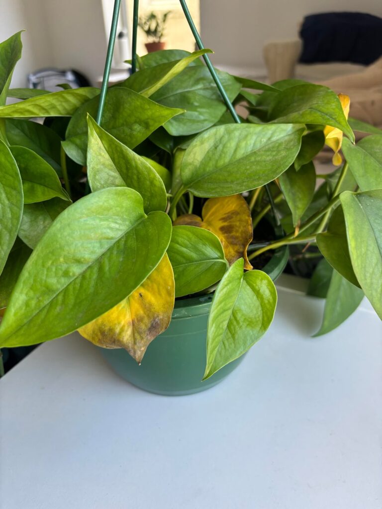All my pothos keep dying on me All my pothos keep dying on me
