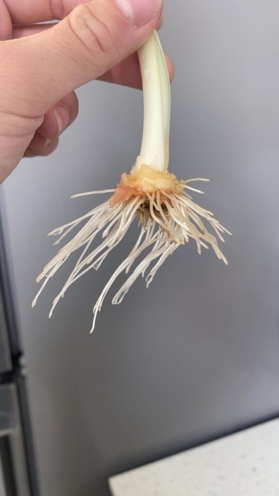 How/when/where to plant sprouted grocery store yellow onions