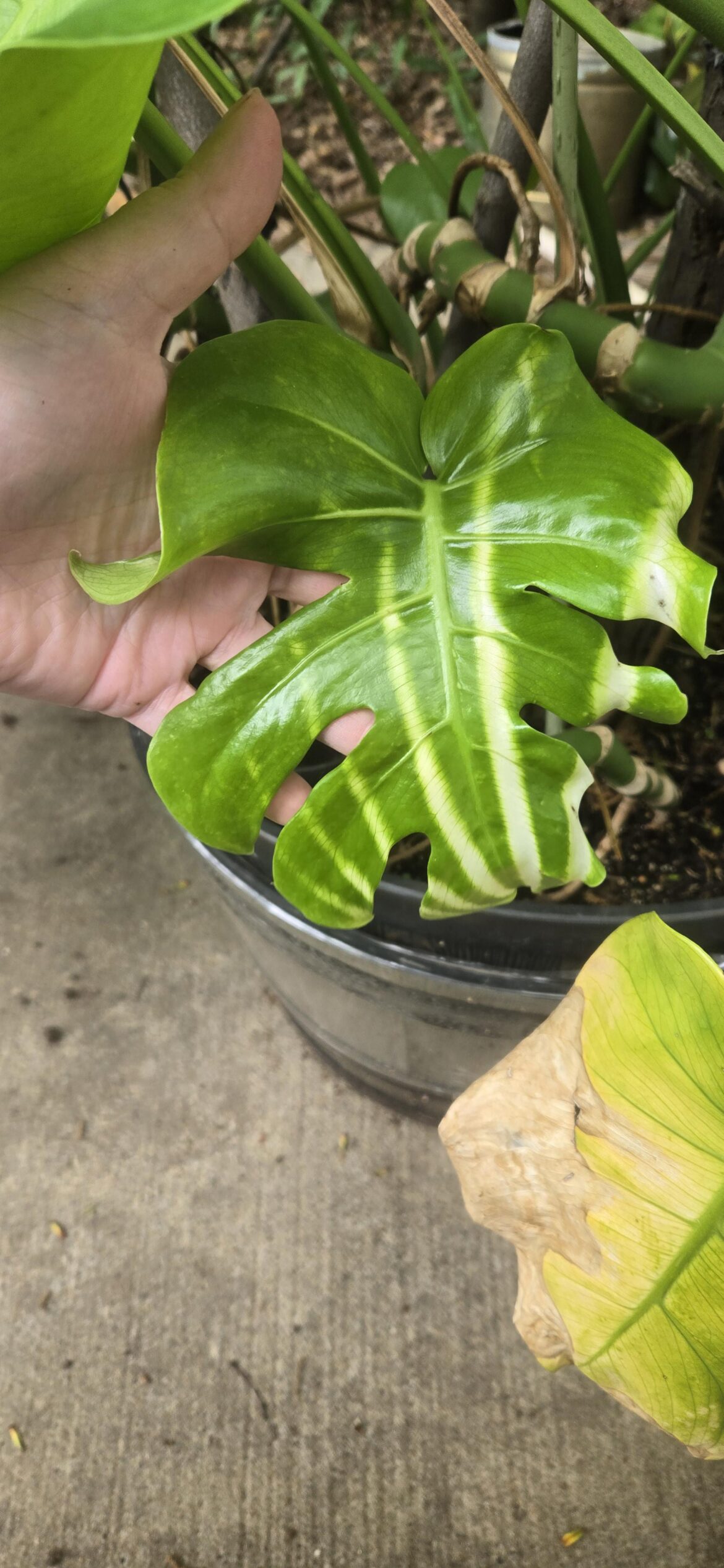 Super rare Watermelon Monstera