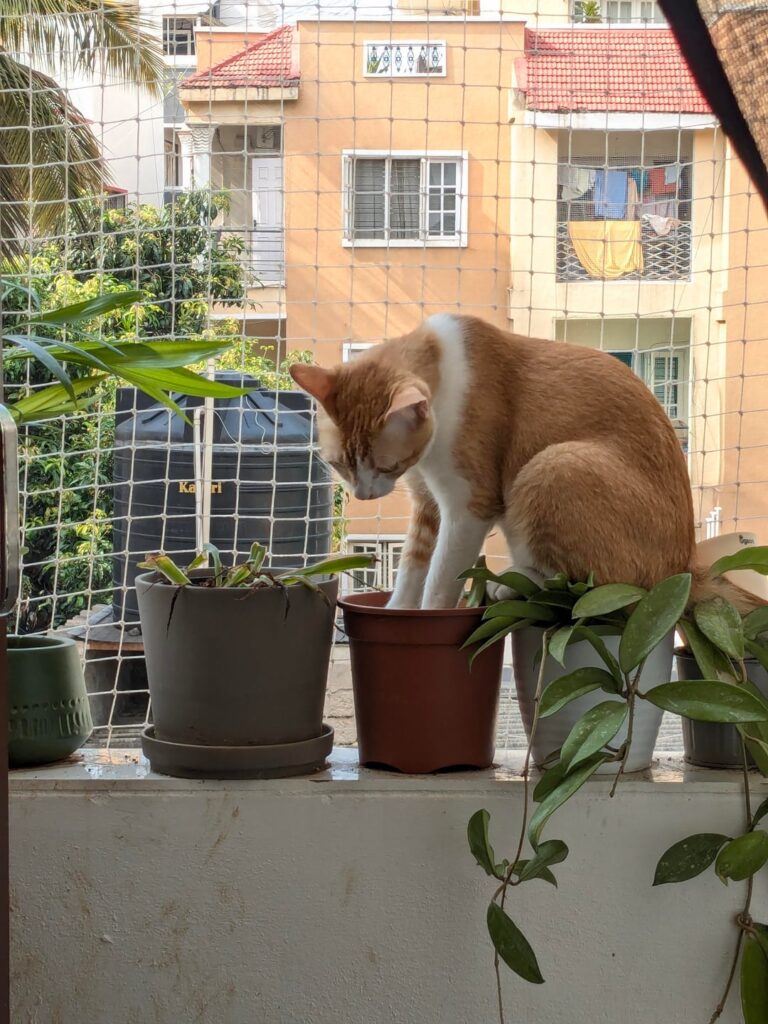 My cat has decided his new favorite throne is… my plants. Please help! My cat has decided his new favorite throne is… my plants. Please help!