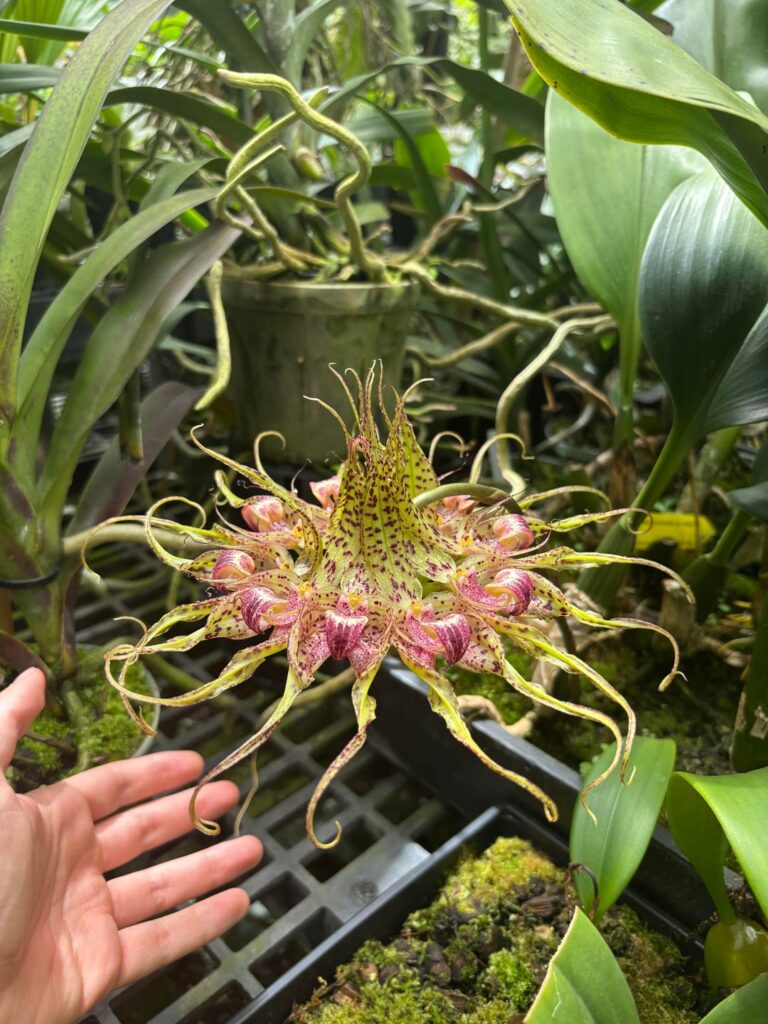 UC Davis Botanical Conservatory