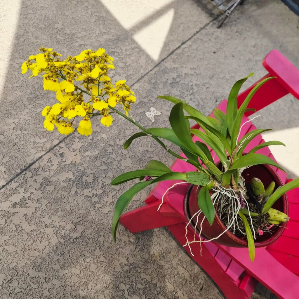 Oncidium reaching out!