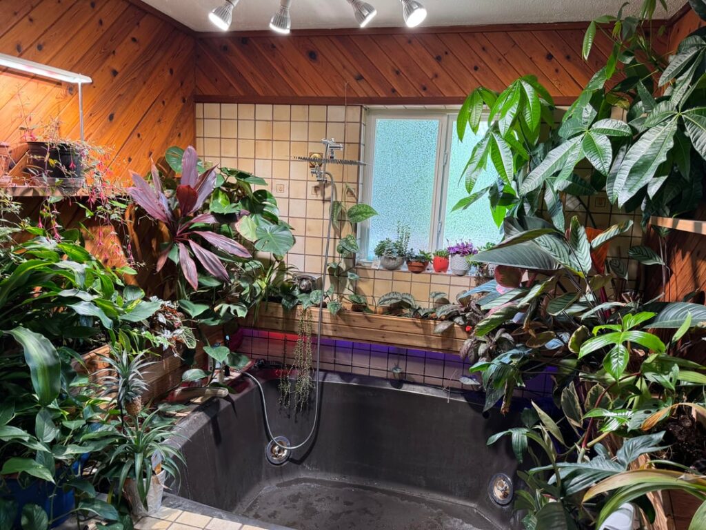 Bathtub Jungle Update Bathtub Jungle Update