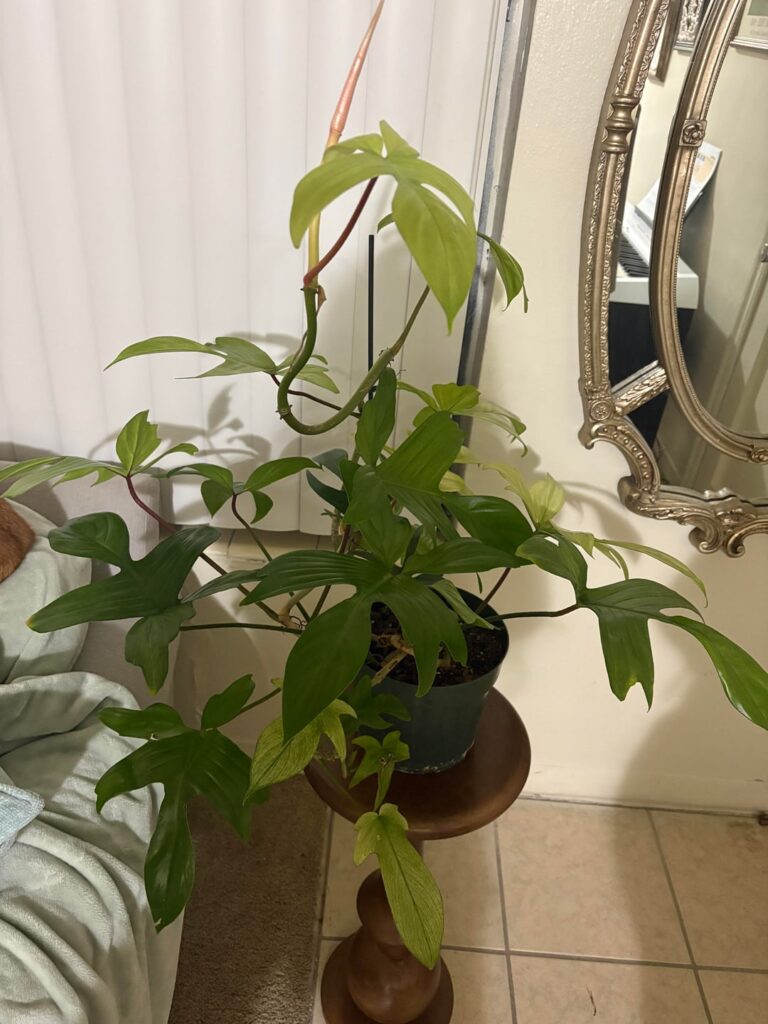Just got this Florida Ghost, what should I do? Just got this Florida Ghost, what should I do?