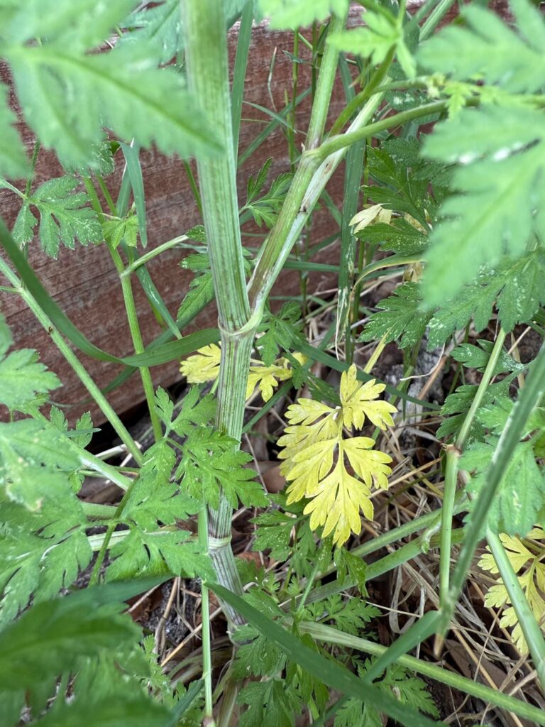 Is this poison hemlock? Is this poison hemlock?