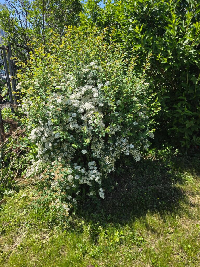 Need help IDing this bush in the backyard of our new home. We've figured out most of the others, but we're stuck on this one. Southeast PA
