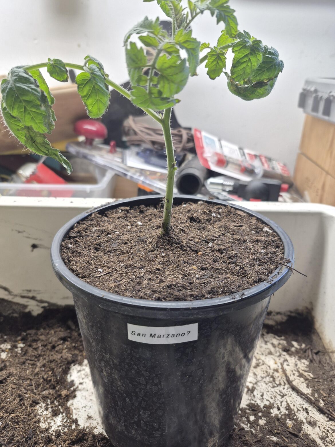 Do you guys ever forget which tomato you planted?