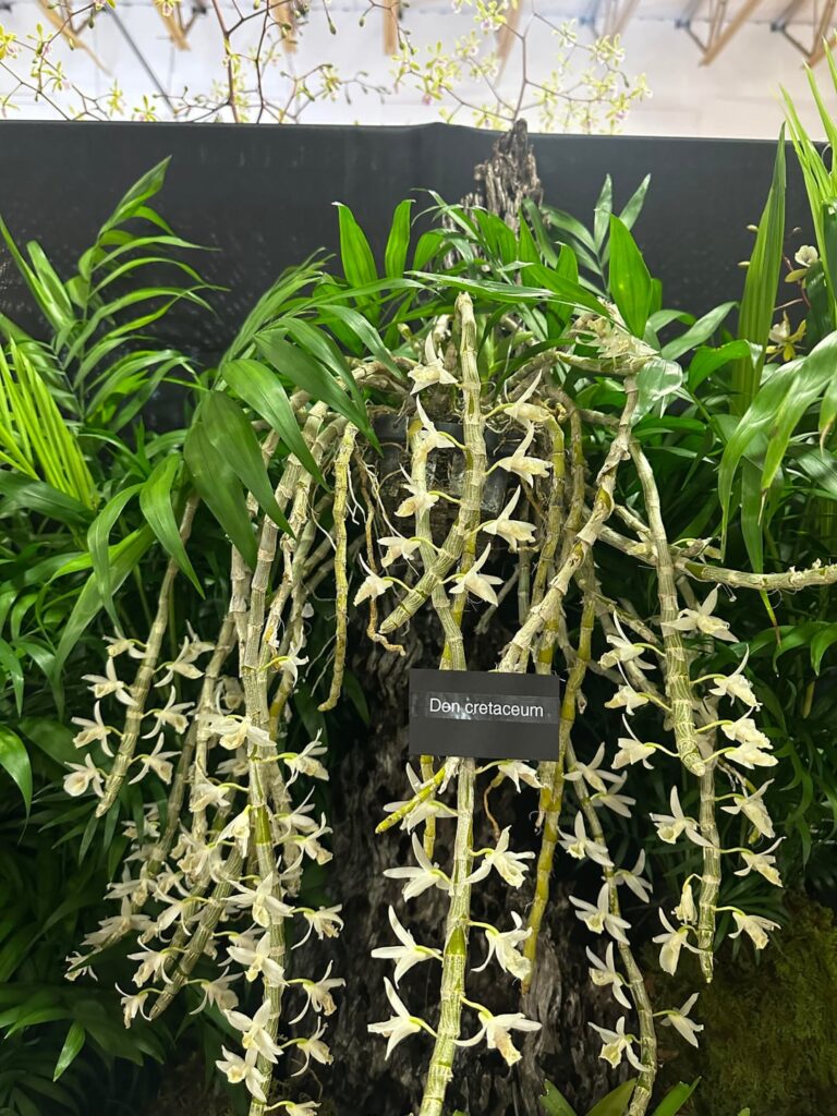 PCOS annual orchid show
