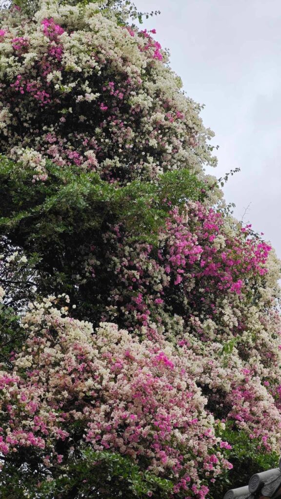Saw this massive floral waterfall. It’s like a three-story-waterfall with gradients. Picture don’t really do justice to how massive this thing is. Anyone know what it is?