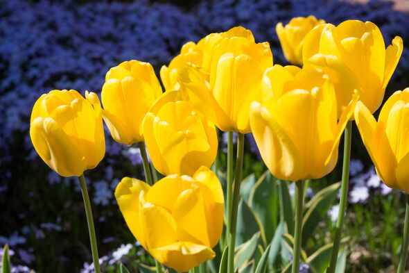 Vibrant yellow tulips bloom in a lush garden, showcasing the beauty of spring