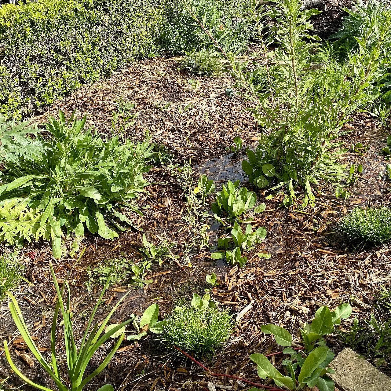 Morning_after_a_rain_event_in_a_Southern_California_rain_garden_01
