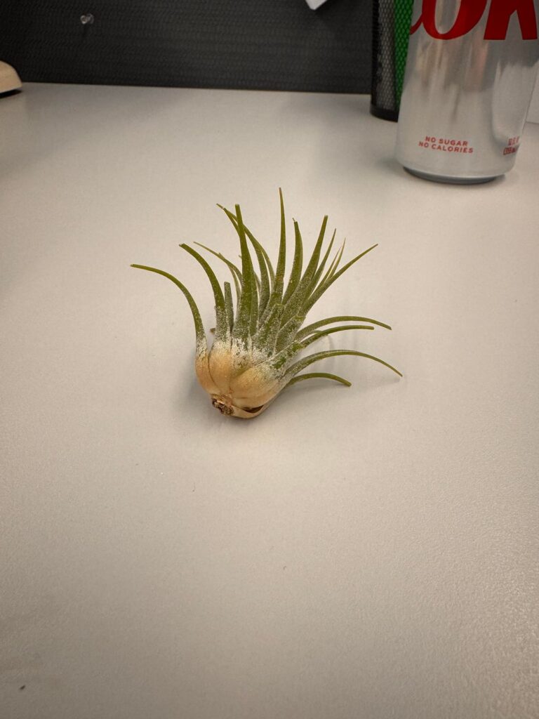 Office Air Plants