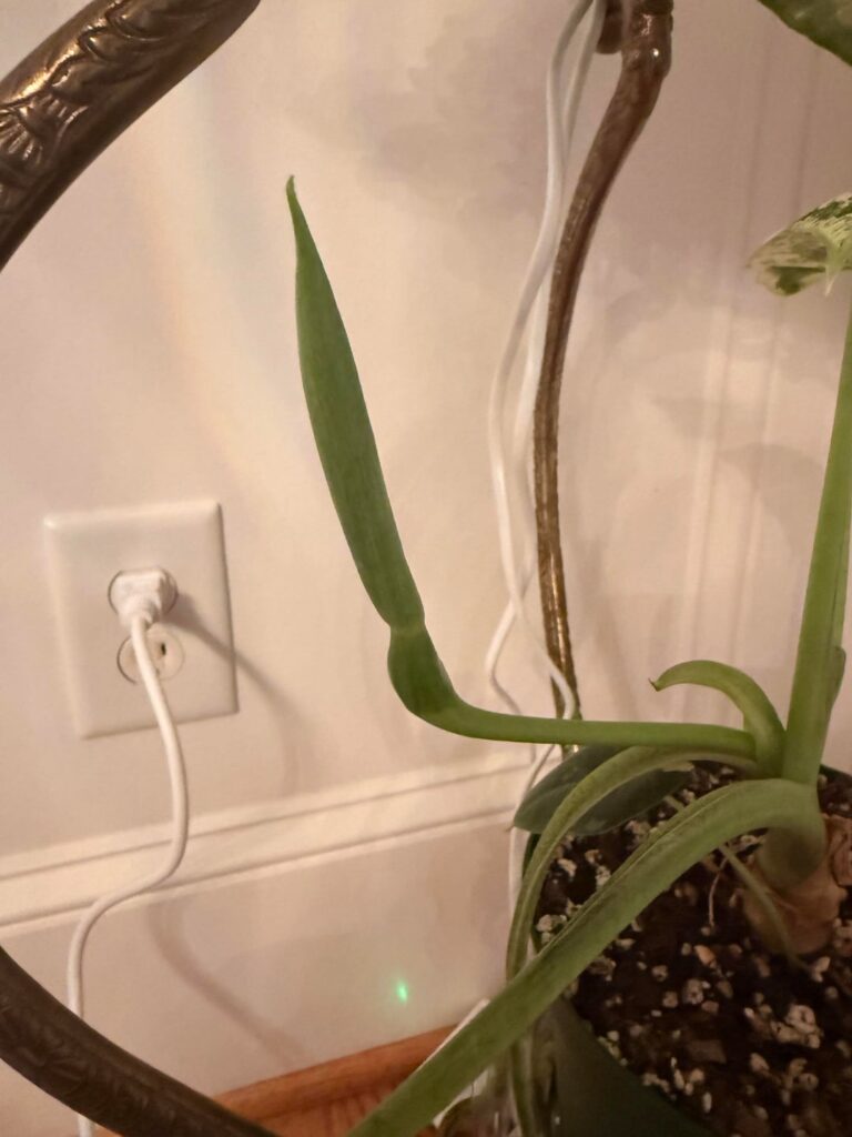 What is this thing?