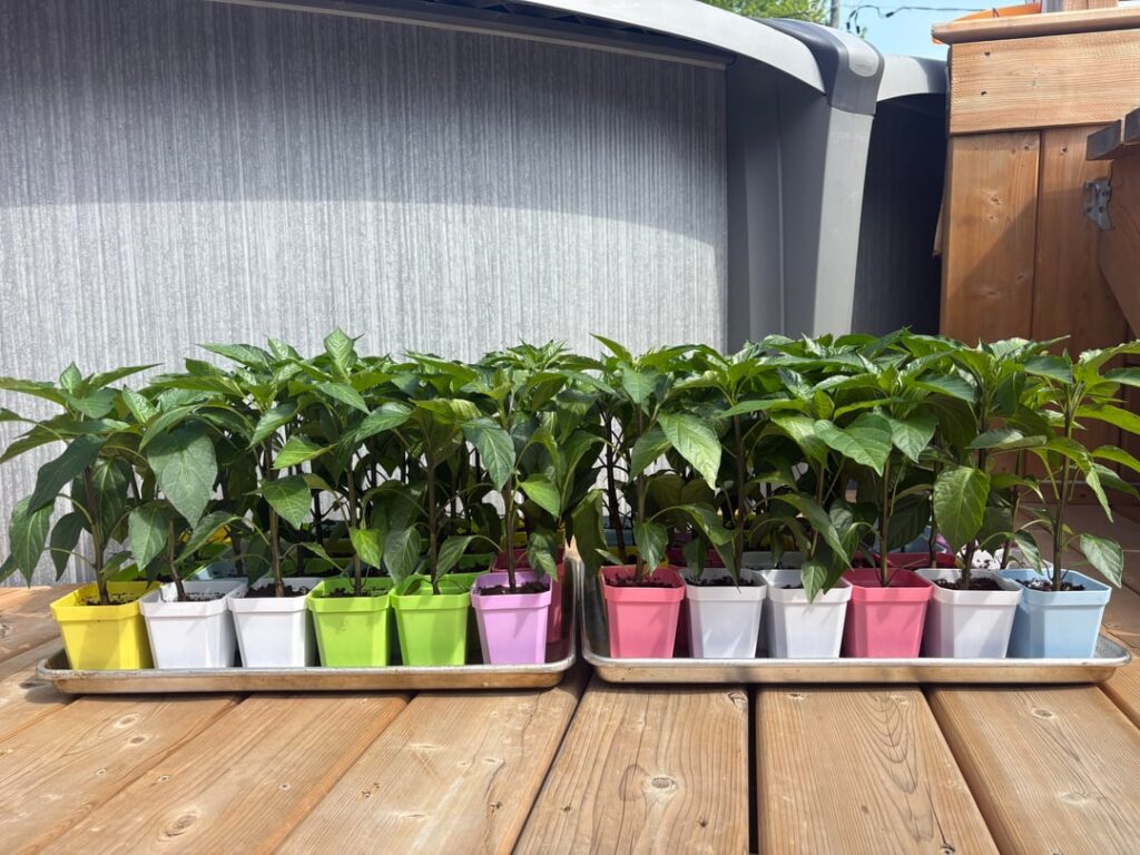Hardening my 9 week babies