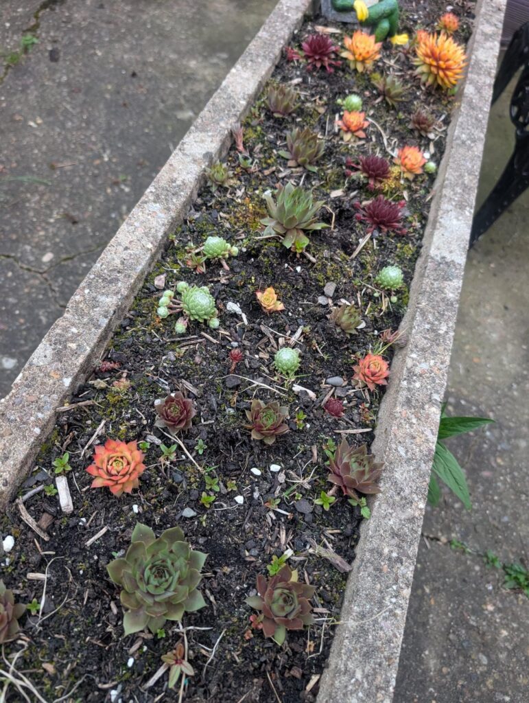 Is it a bad sign my succulents are chucking out pups?