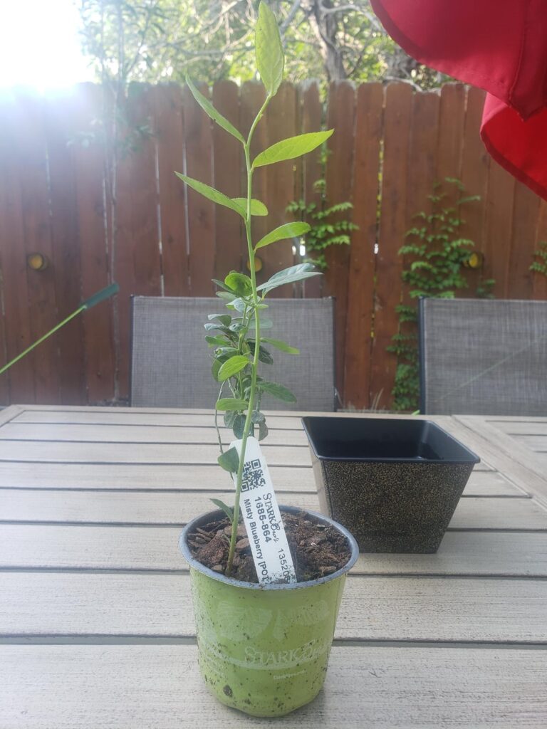 How to handle transplant