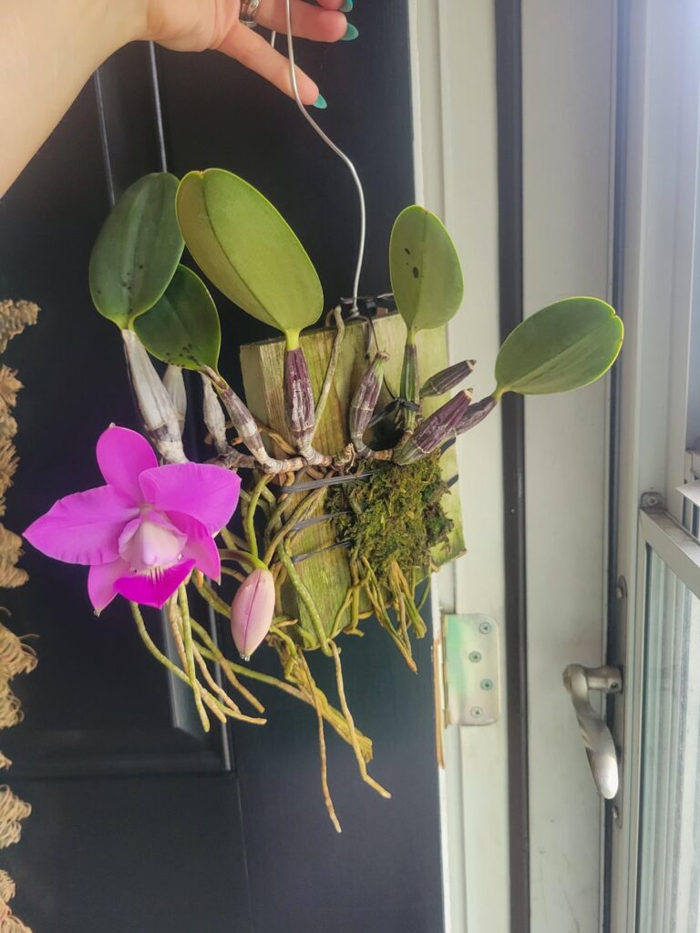 Cattleya walkeriana ‘Veronica’ x ‘Joel de Silviera’ from H&R Orchid Nursery! Cannot take credit for the bloom, but very happy the tiny buds didn’t blast from the change in environment, and now I will be able to see the blooms! Not sure what I will do once it puts out new roots…to pot or to remount Cattleya walkeriana 'Veronica' x 'Joel de Silviera' from H&R Orchid Nursery! Cannot take credit for the bloom, but very happy the tiny buds didn't blast from the change in environment, and now I will be able to see the blooms! Not sure what I will do once it puts out new roots...to pot or to remount