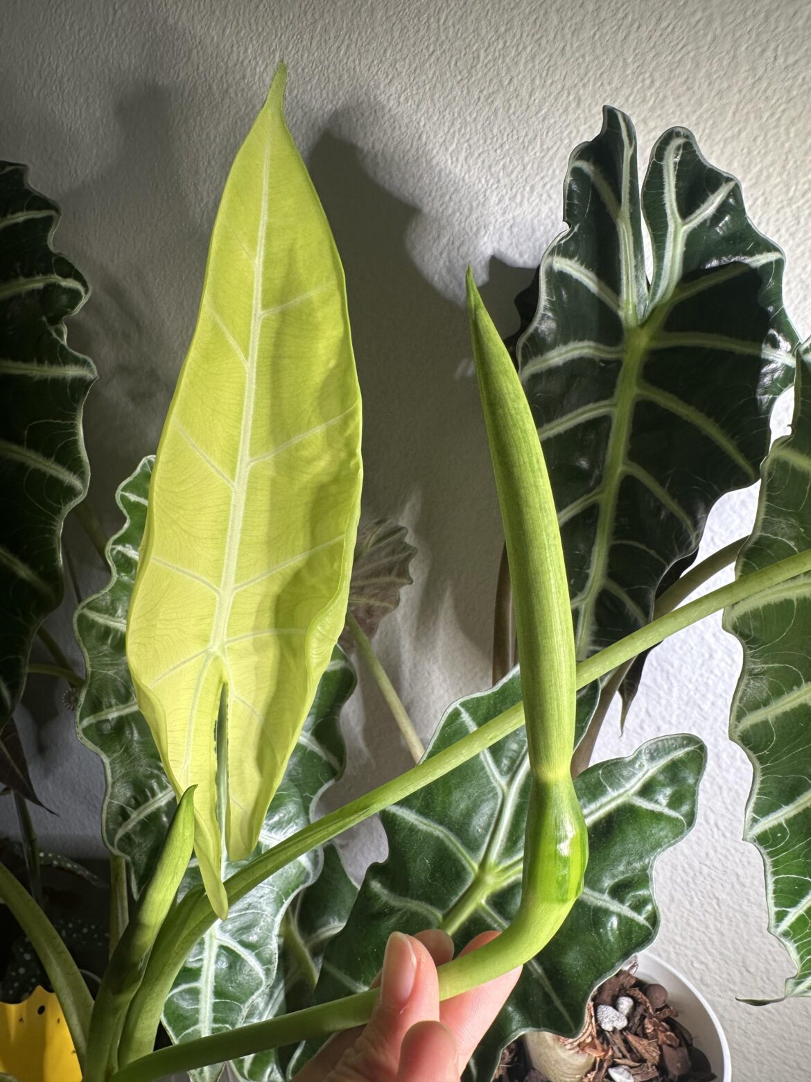 White leaf AND started flowering?! To CUT or NOT to cut? Advice please! White leaf AND started flowering?! To CUT or NOT to cut? Advice please!