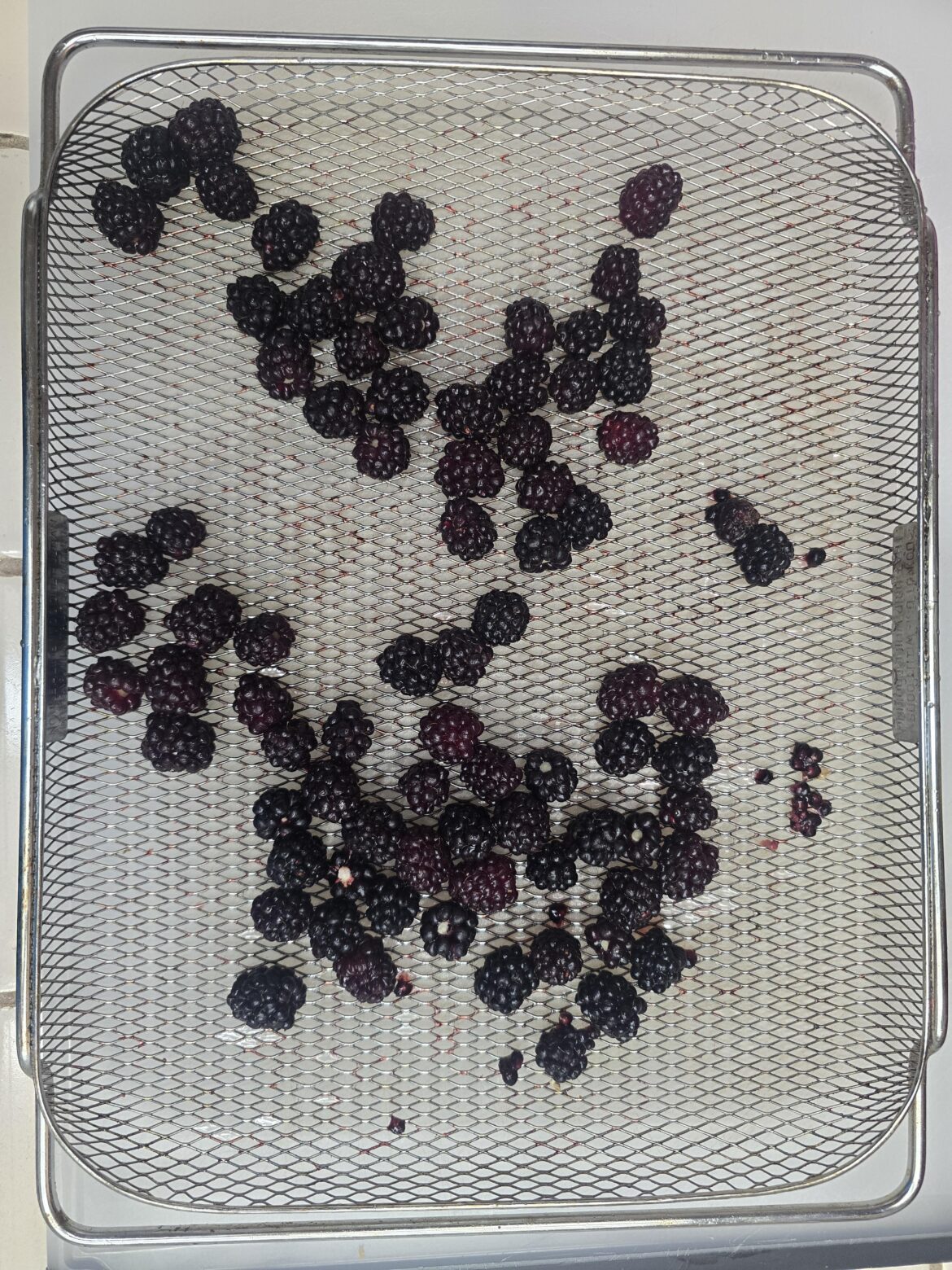 First Boysenberry Harvest Today! First Boysenberry Harvest Today!