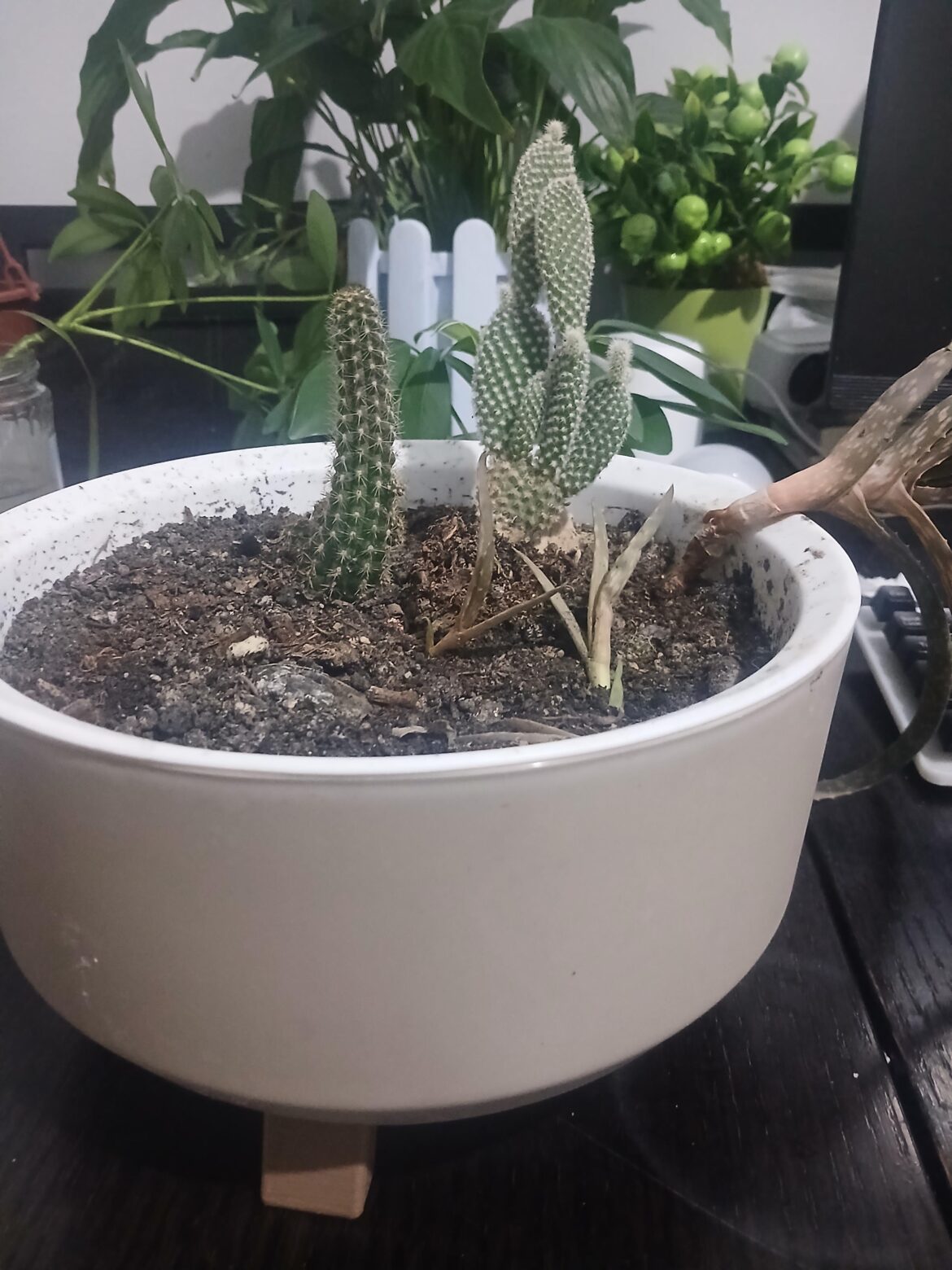 Thriving plants