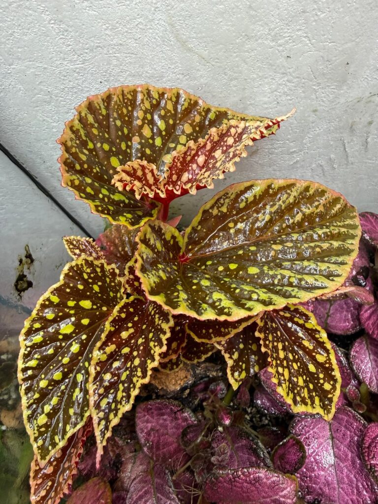 Begonia chlorosticta x Begonia darthvaderiana