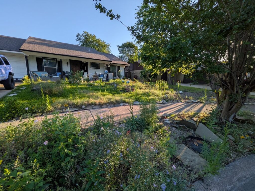 Year 4 of no lawns