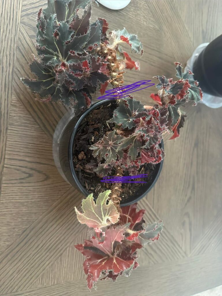 Begonia Rex, Rhizome Propagation
