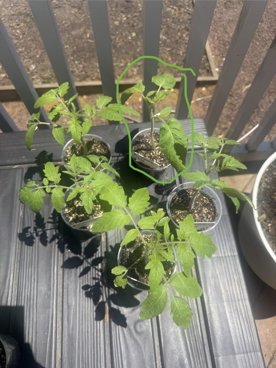 Brandywine seedlings have different leaf shapes Brandywine seedlings have different leaf shapes