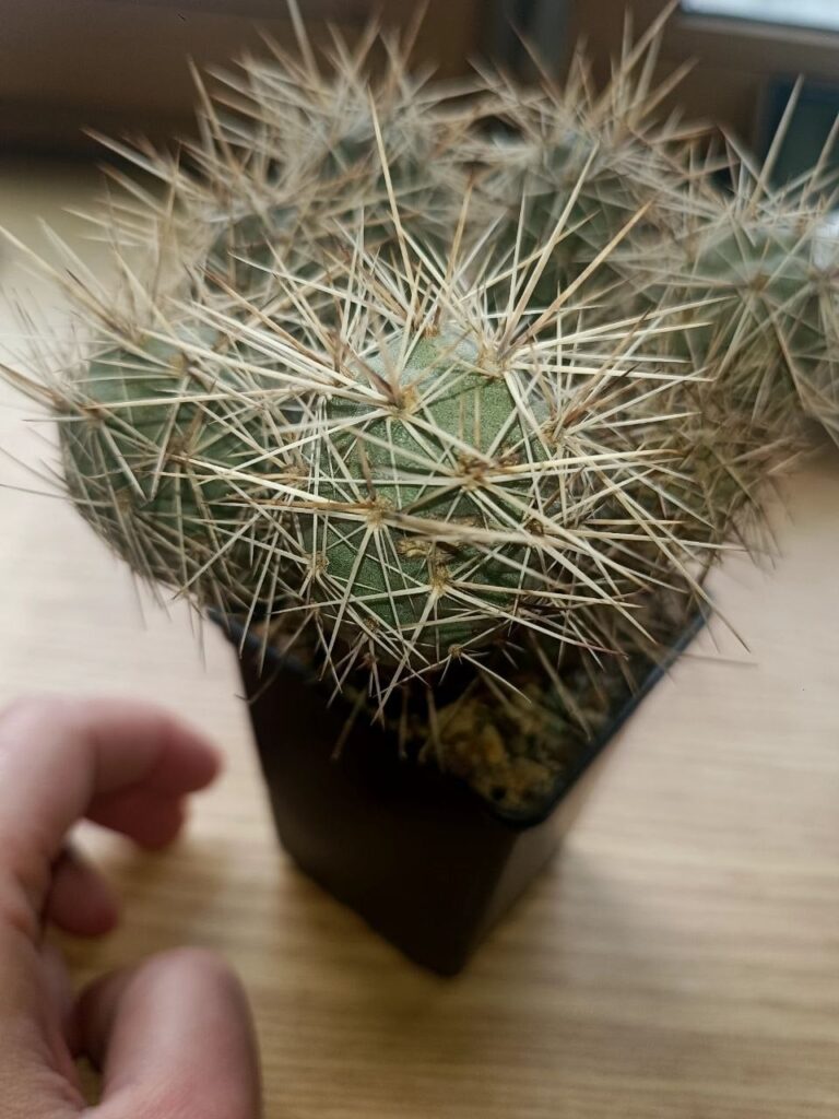 Tephrocactus alexandery