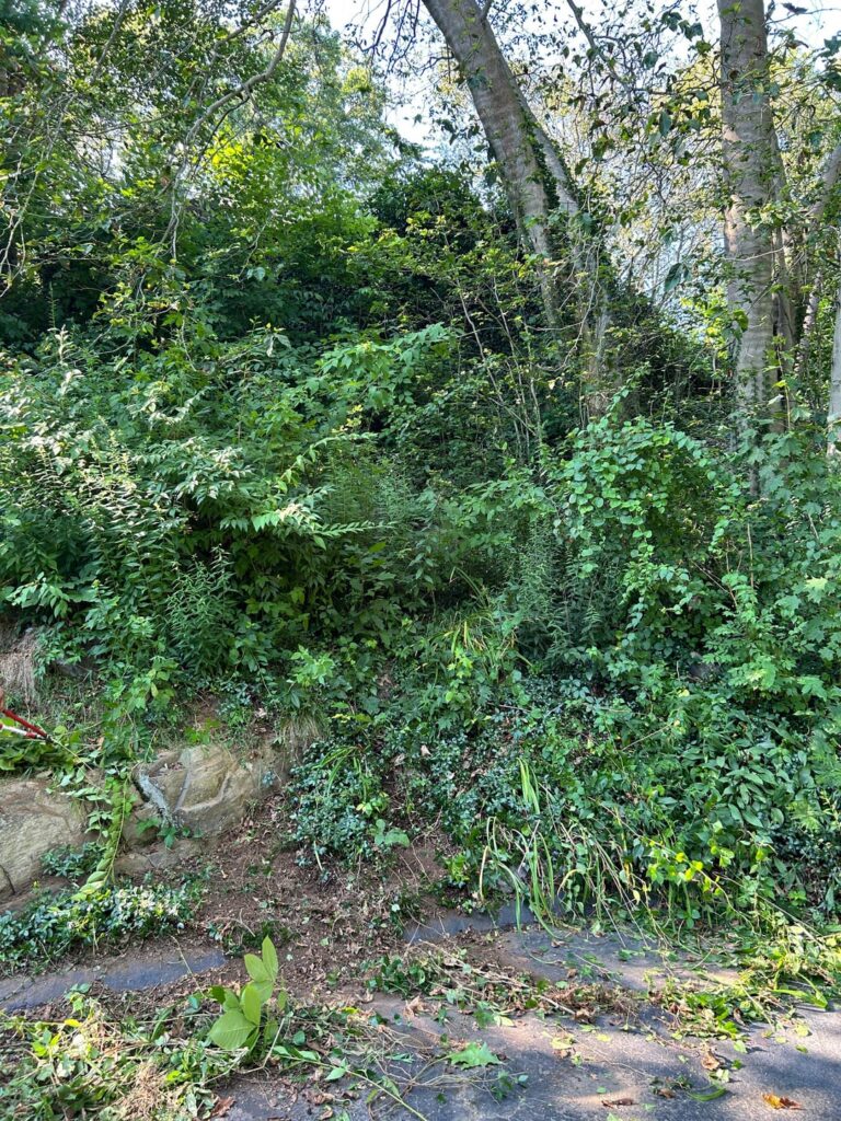 From neglected overgrown mess to this shade garden! Not done but huge difference. what should I add in the back row/right side? From neglected overgrown mess to this shade garden! Not done but huge difference. what should I add in the back row/right side?