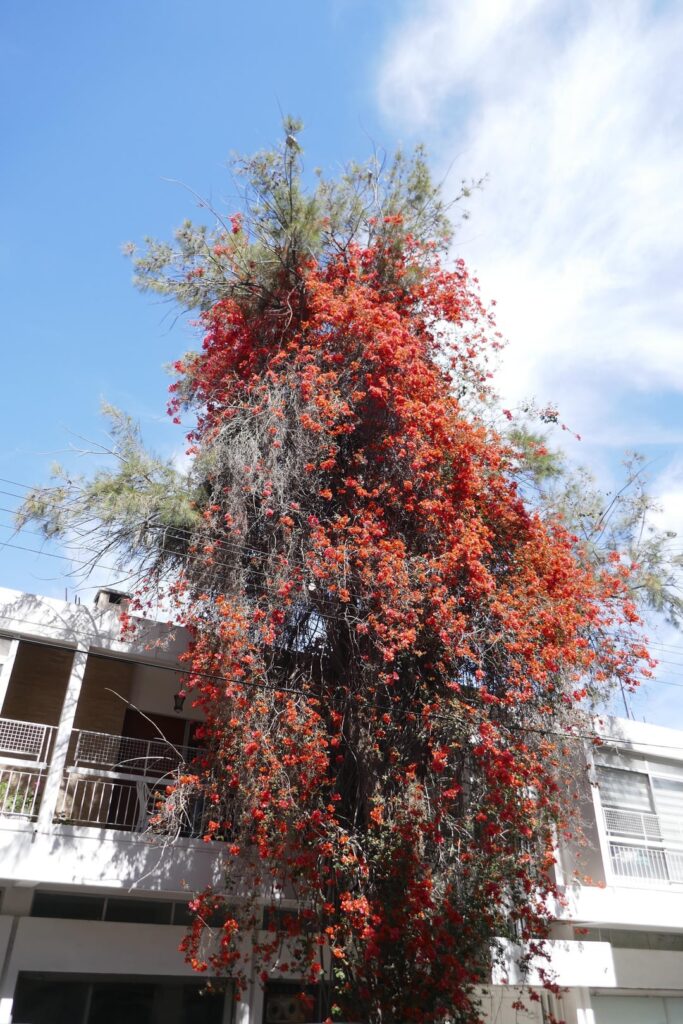 What is this tall red flowery tree in Cyprus?