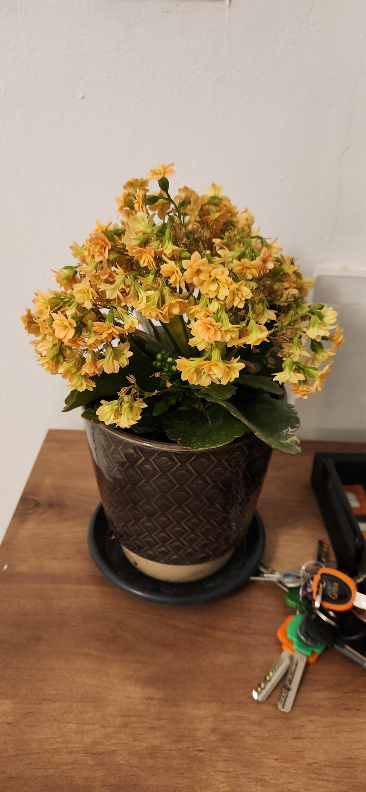 Need help with my flaming katy