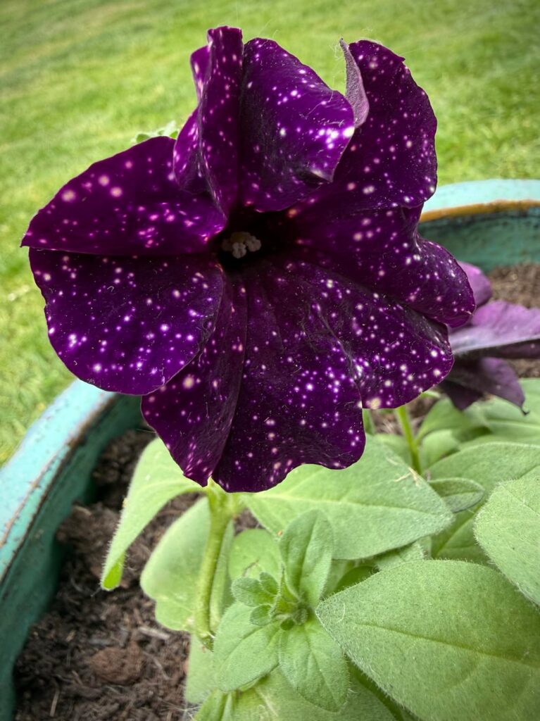 Petunia ‘Starry night’ 🌌