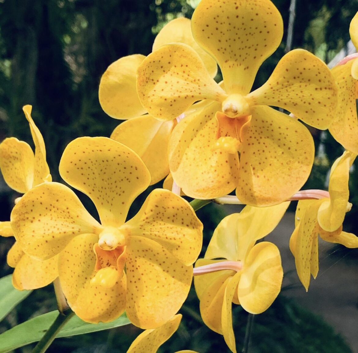 Mocha Sunshine Yellow- (arachnis x Vanda x ascocentrum), Thailand