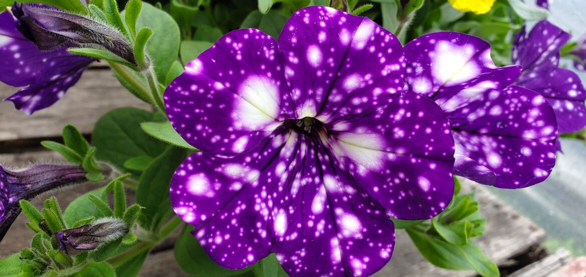 Petunia hybrida 'Night Sky' / Night Sky Petunia