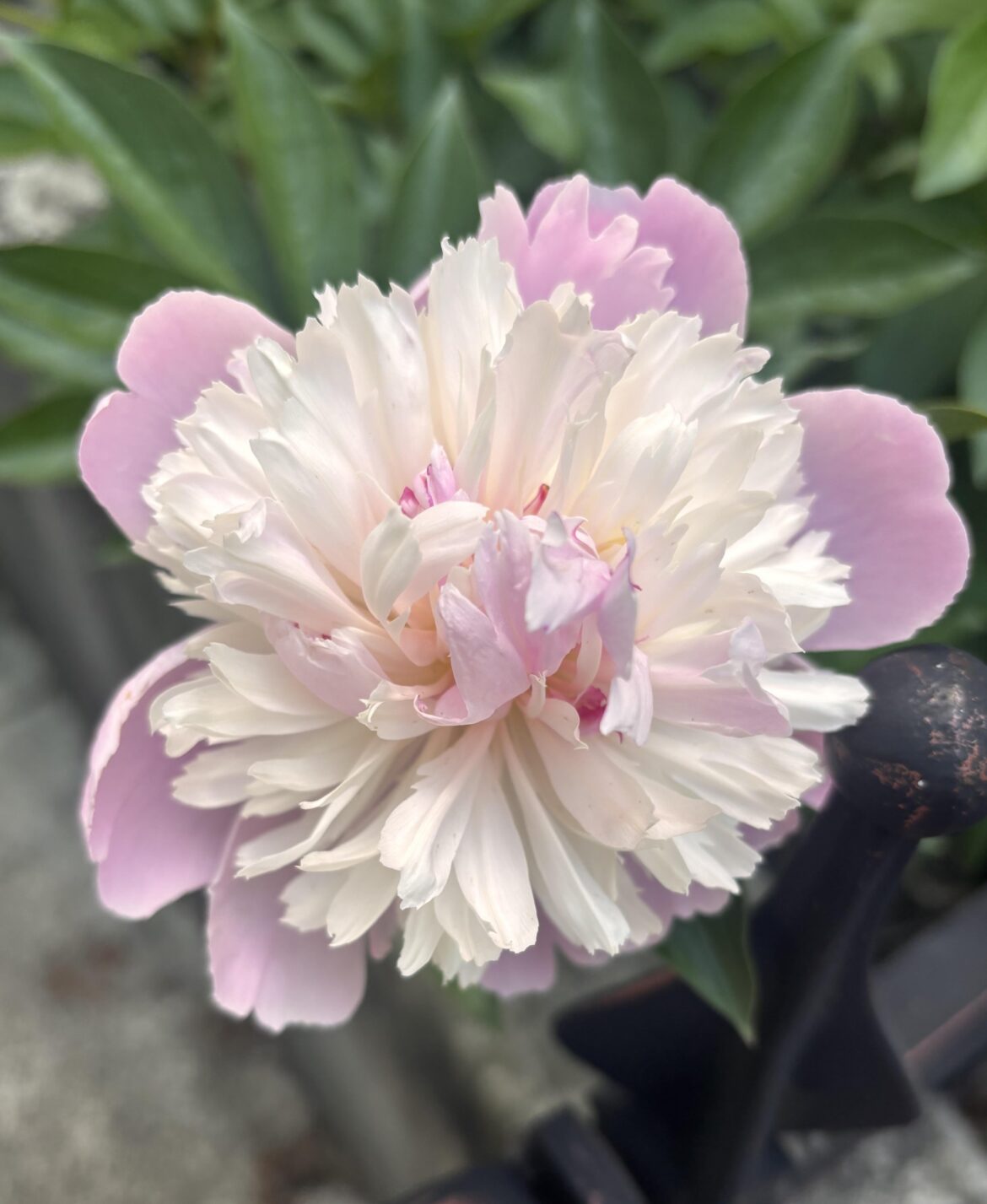 So puffy and sweet!