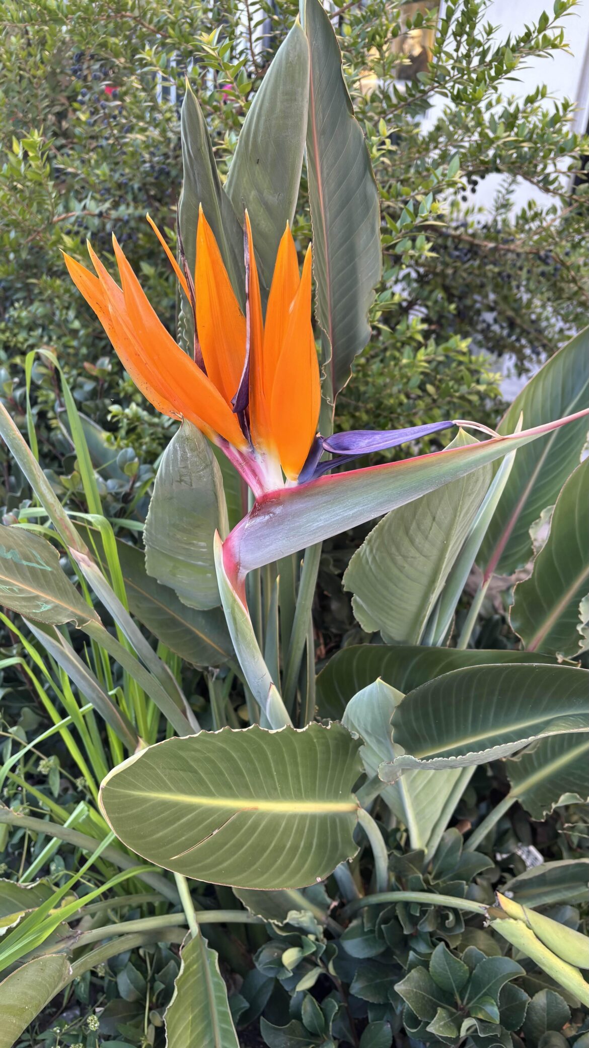 Bird of paradise
