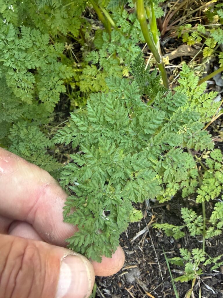Is this some kind of miniature Hemlock? Is this some kind of miniature Hemlock?
