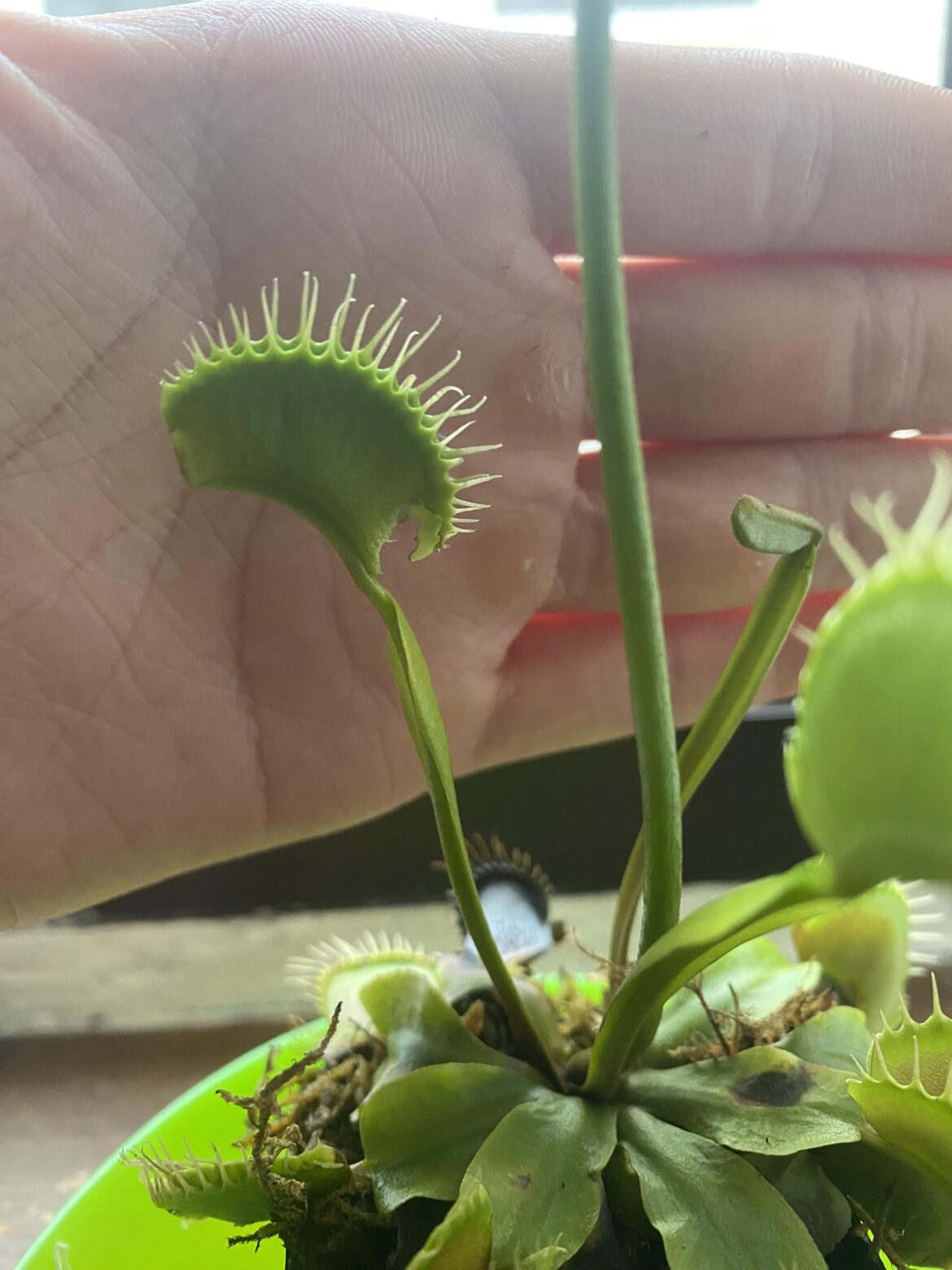 Whats eating my vft?