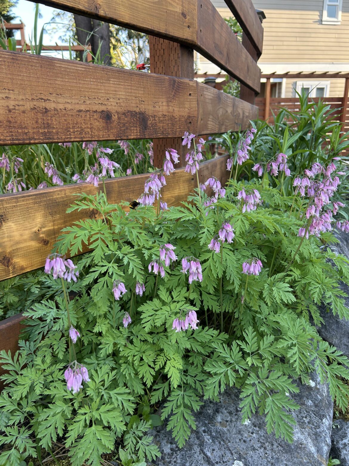 Pacific Bleeding Hearts are blooming hard on top of my rockery