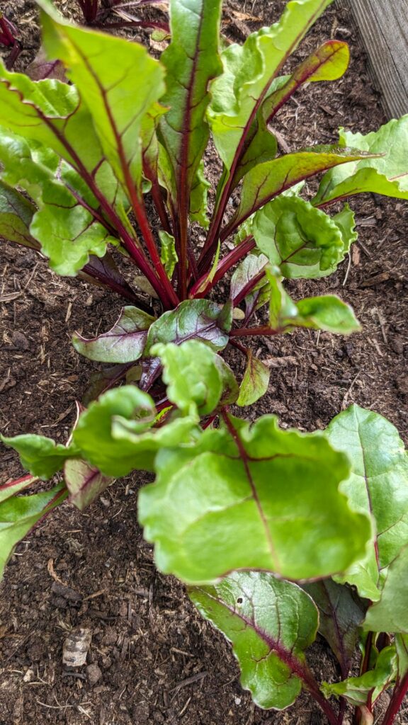 Beetroot thinning time